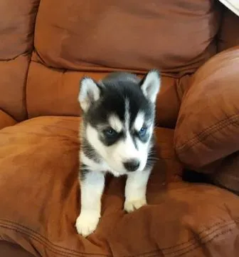 Przepiękne szczenięta husky syberyjskiego... napisz do mnie na
