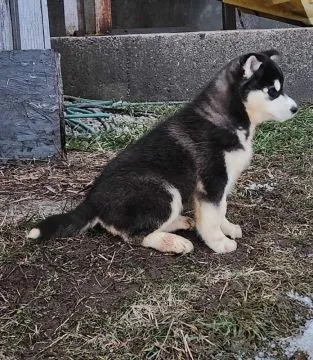 Przepiękne szczenięta husky syberyjskiego... napisz do mnie na, , Marianówek