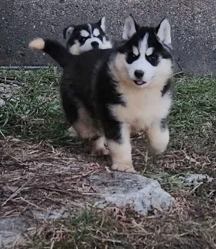 Przepiękne szczenięta husky syberyjskiego... napisz do mnie na, , Marianówek