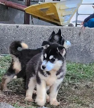 Przepiękne szczenięta husky syberyjskiego... napisz do mnie na, , Marianówek