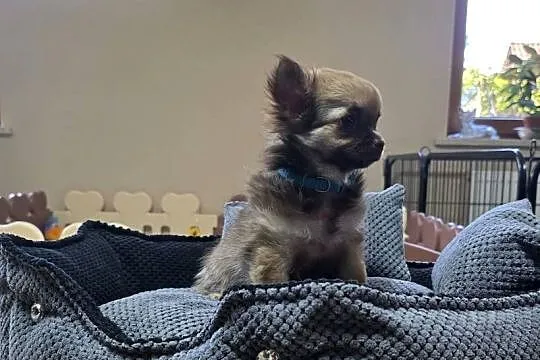 Chihuahua długowłosy