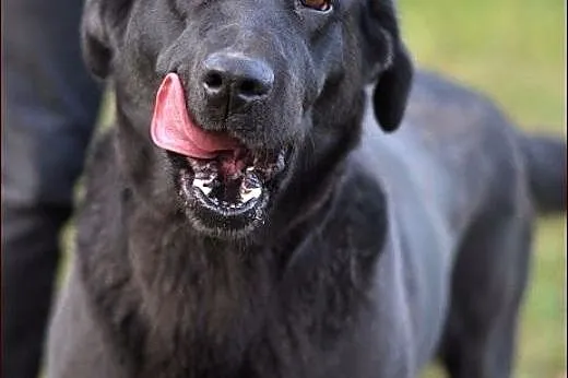 Burza - labradorka w wersji maxi :),  warmińsko-mazurskie Olsztyn