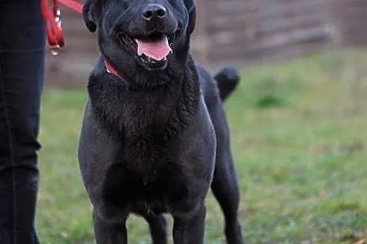 Burza - labradorka w wersji maxi :),  warmińsko-ma