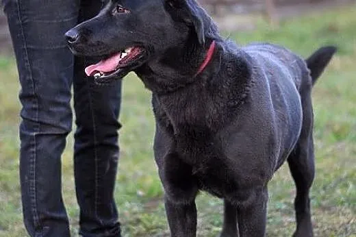 Burza - labradorka w wersji maxi :),  warmińsko-ma