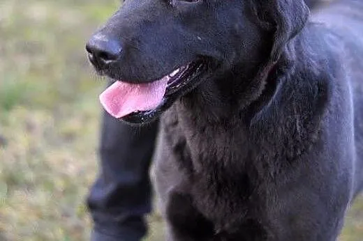 Burza - labradorka w wersji maxi :),  warmińsko-ma