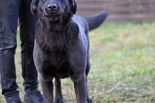 Burza - labradorka w wersji maxi :),  warmińsko-ma