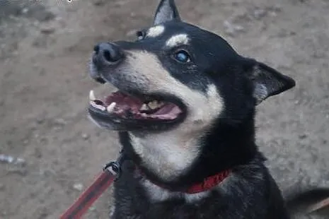 Lampo... czyli o psie który od 6 lat mieszka w schronisku,  warmińsko-mazurskie Ostróda