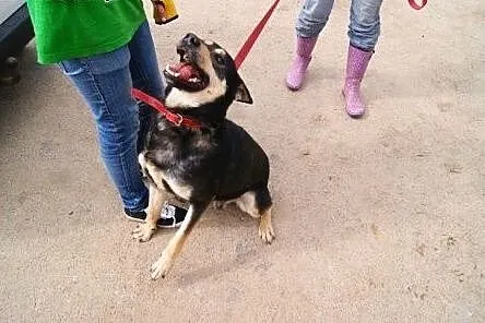 Lampo... czyli o psie który od 6 lat mieszka w sch