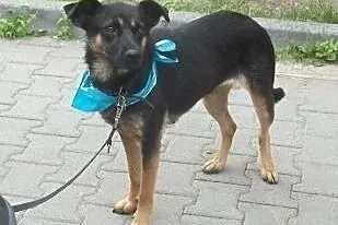 SARA młodziutka, łagodna, pogodna sunia czeka w Ho