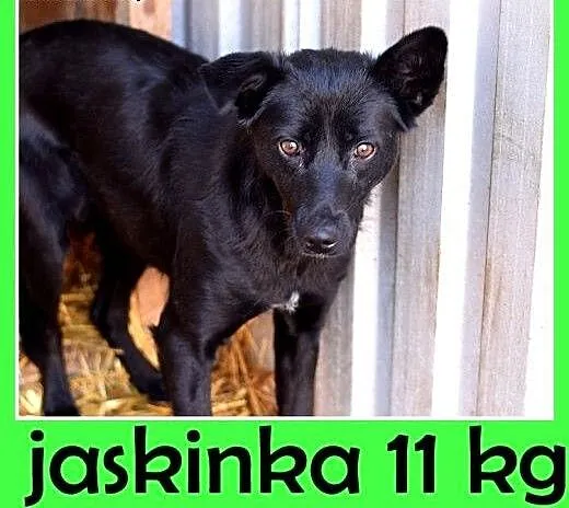 12mies.łagodna,średnia,delikatna suczka JASKINKA.A