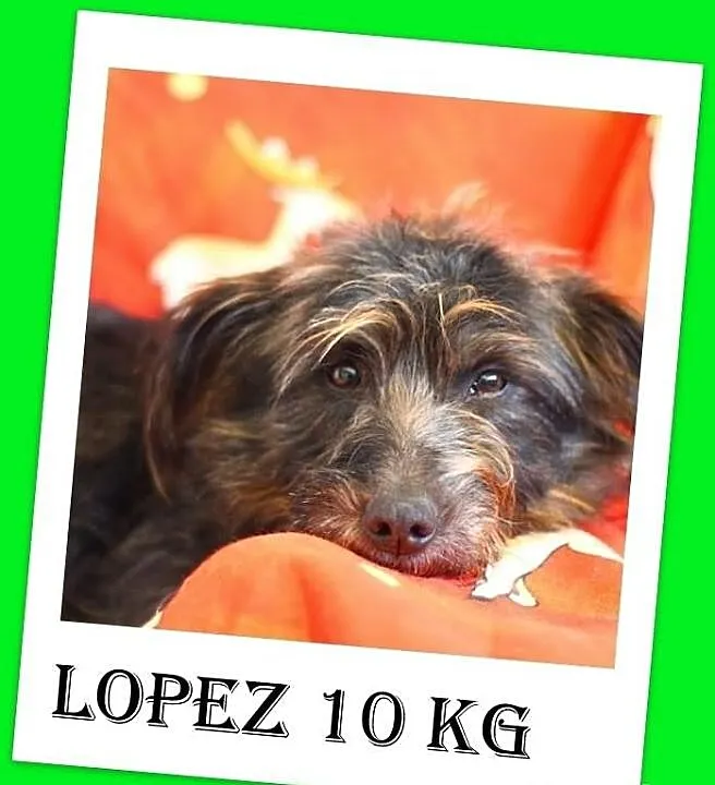 LOPEZ-łagodny wesołek,przyjazny,grzeczny pupil rod