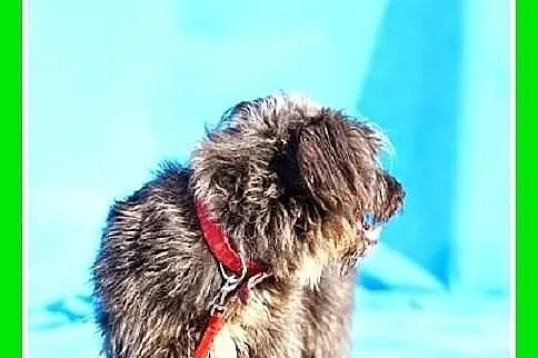 LOPEZ-łagodny wesołek,przyjazny,grzeczny pupil rod