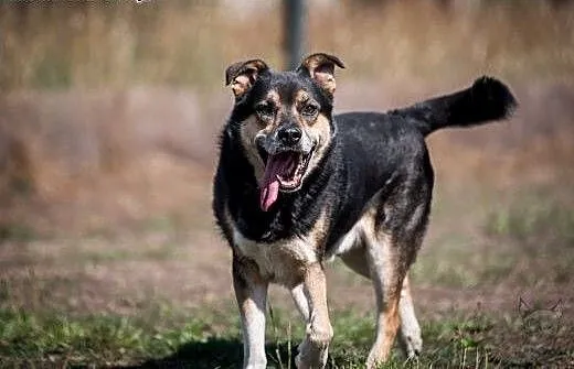 Wierny, kochający, mądry - BERCIK do adopcji, ślą