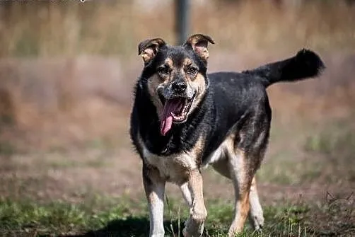 Wierny, kochający, mądry - BERCIK do adopcji, śląskie Gliwice