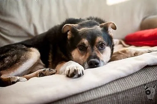 Wierny, kochający, mądry - BERCIK do adopcji,  ślą