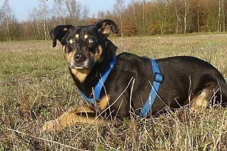 Niewidomy piesek i jego kolega błagają o dom wspól