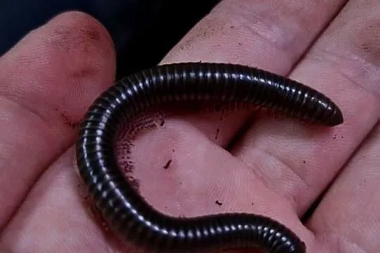 Wij kenijskich krocionogi, Śląskie, Rybnik
