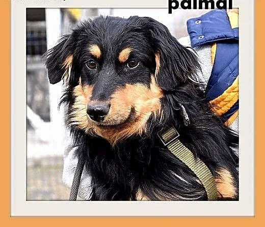 PALMAL-średni,łagodny,towarzyski piesek długowłosy
