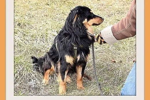 PALMAL-średni,łagodny,towarzyski piesek długowłosy