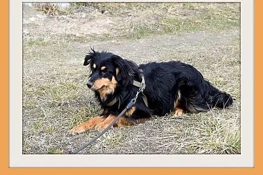 PALMAL-średni,łagodny,towarzyski piesek długowłosy