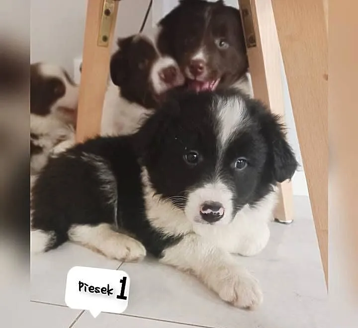 Szczenięta pieski border collie, Kujawsko-pomorskie, Linowiec