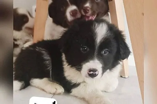 Szczenięta pieski border collie, Kujawsko-pomorskie, Linowiec
