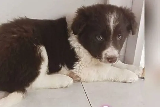 Szczenięta pieski border collie, Kujawsko-pomorskie, Linowiec