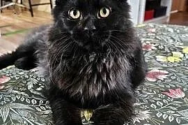 Kocurek dymny Maine Coon