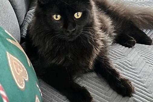 Kocurek dymny Maine Coon, Mazowieckie, Różan