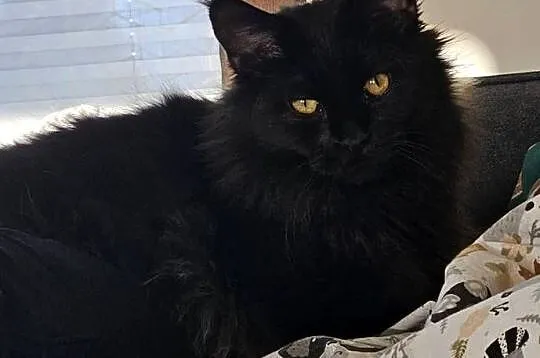 Kocurek dymny Maine Coon, Mazowieckie, Różan