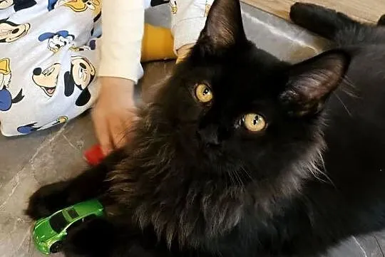 Kocurek dymny Maine Coon, Mazowieckie, Różan