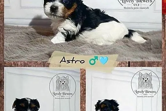 Astro - Biewer Yorkshire Terrier ZHPR UCI - 4 pokoleniowy rodowód