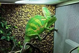 Kameleon Jemeński (samiec) + Terrarium (Cały Zestaw)