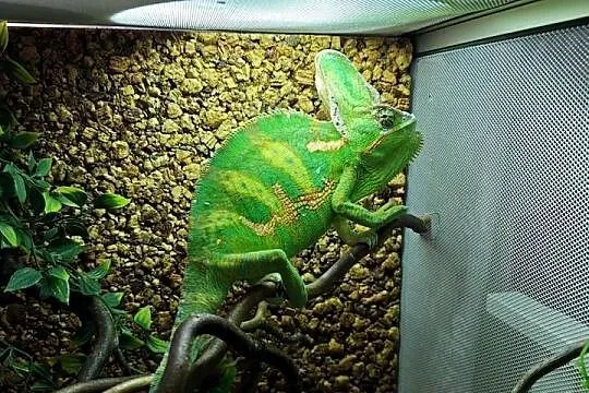 Kameleon Jemeński (samiec) + Terrarium (Cały Zestaw)