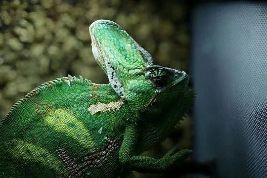 Kameleon Jemeński (samiec) + Terrarium (Cały Zestaw), Wielkopolskie, Przedborów