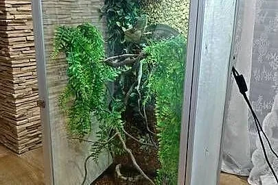 Kameleon Jemeński (samiec) + Terrarium (Cały Zestaw), Wielkopolskie, Przedborów