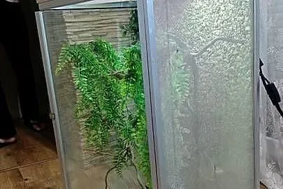 Kameleon Jemeński (samiec) + Terrarium (Cały Zestaw), Wielkopolskie, Przedborów