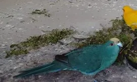 Sprzedam modrolotka czerwonoczelna, papuga kozia, koza, kakariki