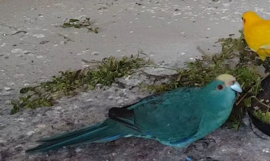 Sprzedam modrolotka czerwonoczelna, papuga kozia, koza, kakariki
