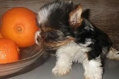 York biewer a la Pom Pon