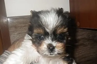 York biewer a la Pom Pon