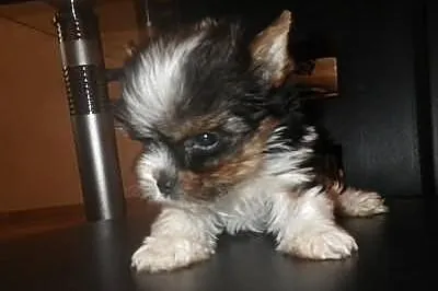York biewer a la Pom Pon