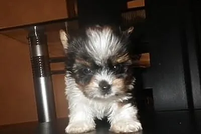 York biewer a la Pom Pon