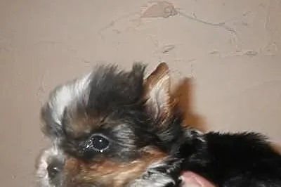 York biewer a la Pom Pon