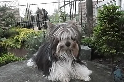 York biewer a la Pom Pon