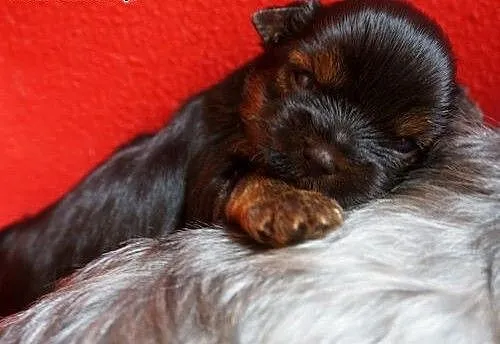 Yorkshire Terrier ZKwP FCI ciemny piesek, śląskie