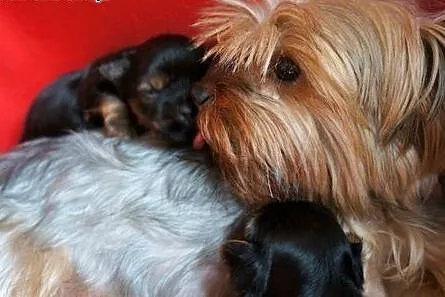 Yorkshire Terrier ZKwP FCI ciemny piesek,  śląskie