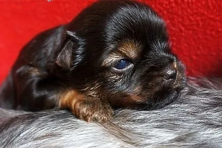 Yorkshire Terrier ZKwP FCI ciemny piesek,  śląskie