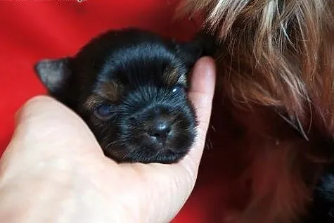 Yorkshire Terrier ZKwP FCI ciemny piesek,  śląskie