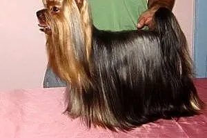 Yorkshire Terrier ZKwP FCI ciemny piesek,  śląskie